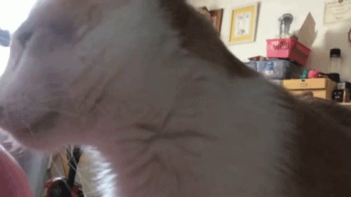 Cat Rub GIF - Cat Rub Bonk GIFs