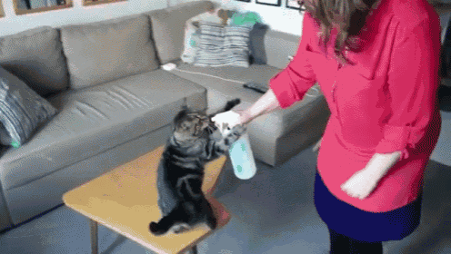 Water Your Cats Daily GIF - Cat Spray Drink GIFs
