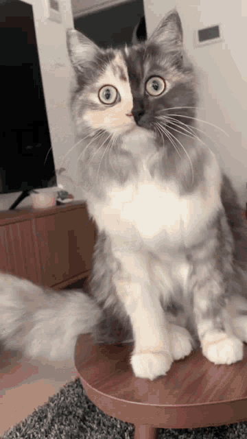 Cute Cat Yawning GIF - Cute Cat Yawning Cute Yawn GIFs