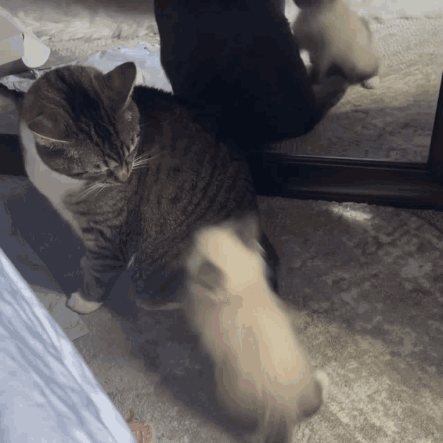 two cats are playing with a kitten on the floor