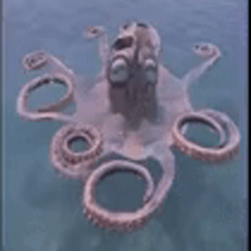 Tarkan Octopus GIF - Tarkan Octopus GIFs