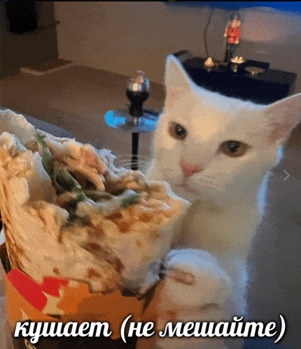 a white cat eating a burrito next to a sign that says kyhuaem ( he mewaume )
