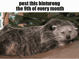 a koala bear is laying down on the ground with the words post this binturong the 9th of every month .