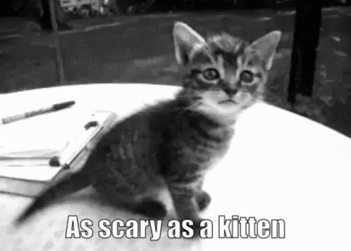 Scary Kitten GIF - Scary Kitten Cute Cat GIFs