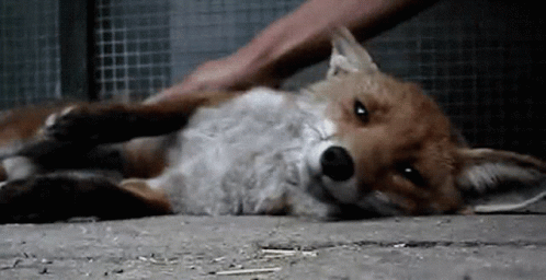 Petting Fox GIF - Petting Fox Chilling GIFs