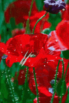 a white butterfly sitting on a red flower