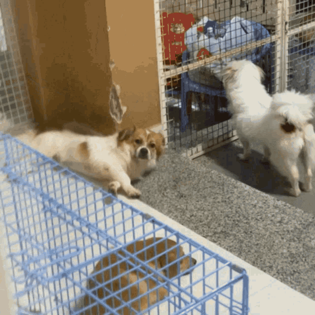 three dogs are in a cage with a red box in the background that says ' chinese ' on it