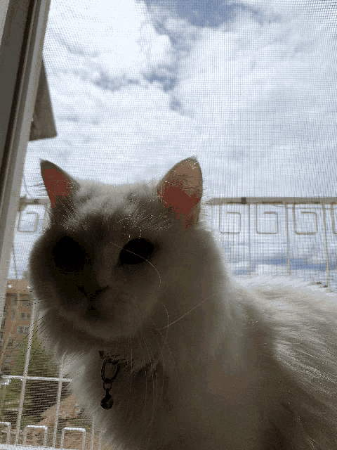 a fluffy white cat looking out a window