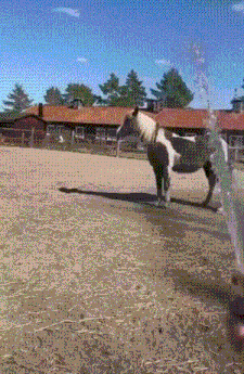 Horse Spinning GIF - Horse Spinning Water GIFs