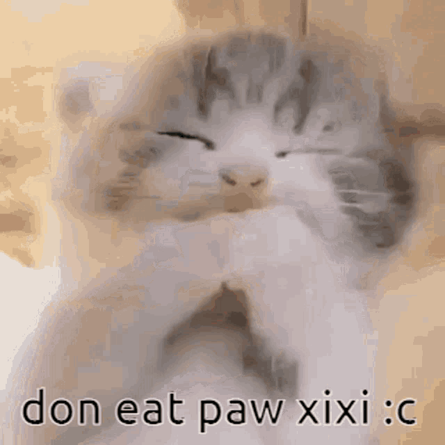 a cat is sleeping with its eyes closed and its paws folded in front of it .