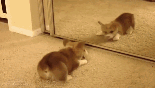 Who'S That Man In The Mirror GIF - Corgi Mirror Confused GIFs