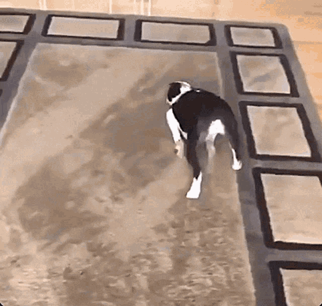Dog Carpet GIF - Dog Carpet Slide GIFs