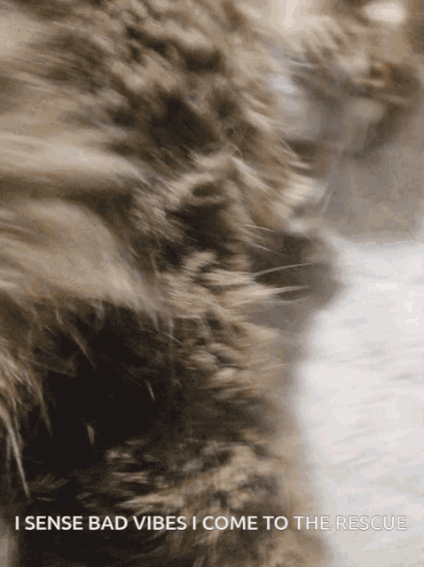 a close up of a cat 's fur with the words i sense bad vibes i come to the rescue