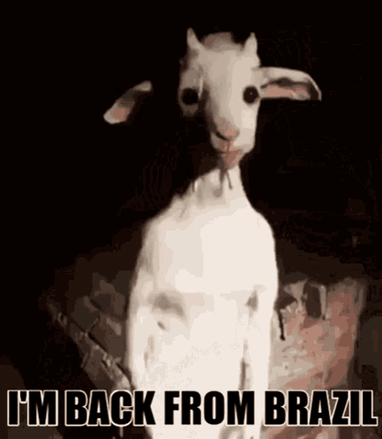 a goat with the words i 'm back from brazil written on it