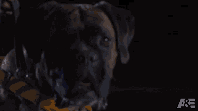 a close up of a dog with a a & e logo in the background