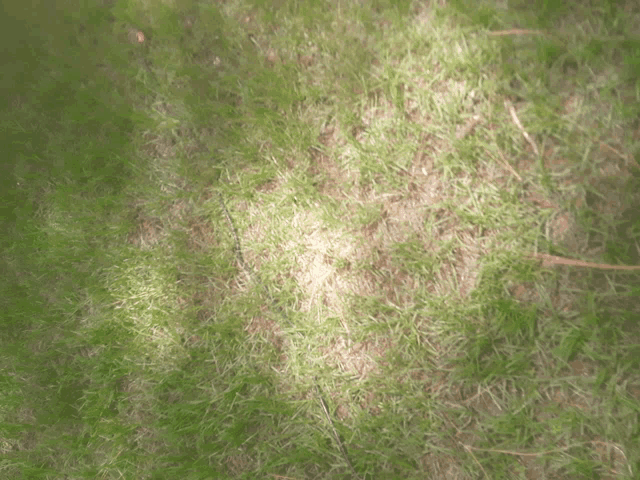 a close up of a patch of grass with a shadow of a tree