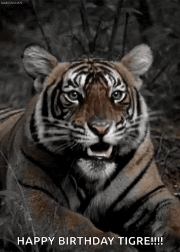 Tiger Roar GIF