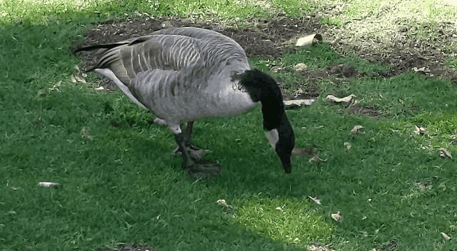 a goose standing in the grass with a black neck