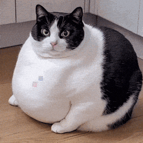 a black and white cat is sitting on a wood floor