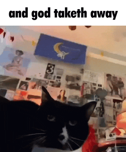 a black and white cat laying in front of a wall with the words and god taketh away below it