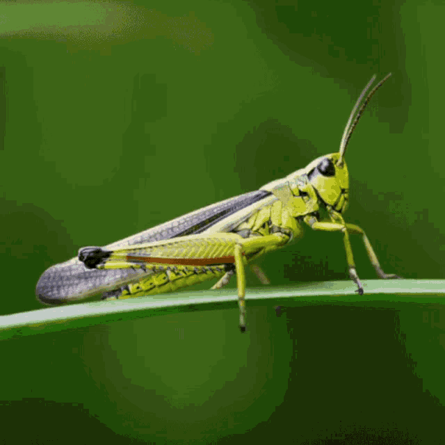 Locust Grasshopper GIF - Locust Grasshopper Insect GIFs