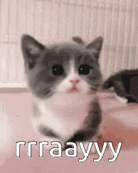 a gray and white kitten is sitting on a pink surface with the words rraayyy written on the bottom .