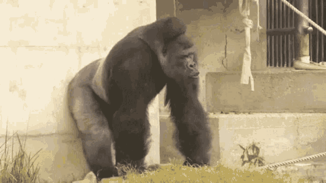 Off Gorilla GIF - Off Gorilla Strong GIFs