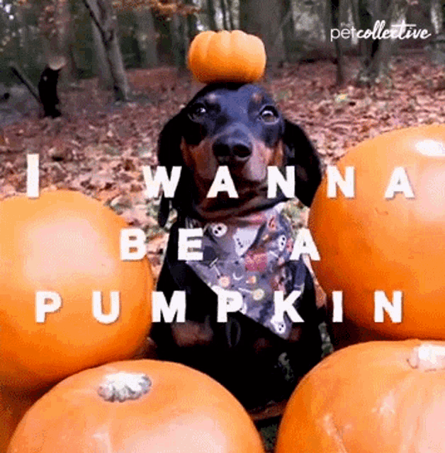 I Wanna Be A Pumpkin The Pet Collective GIF