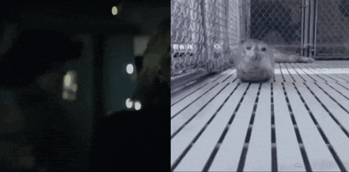 a seal laying on a striped floor next to a fence