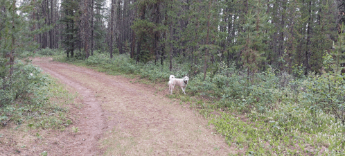 Hadassa Allison Zarya The Laika GIF - Hadassa Allison Zarya The Laika Dog Walks In Woods GIFs