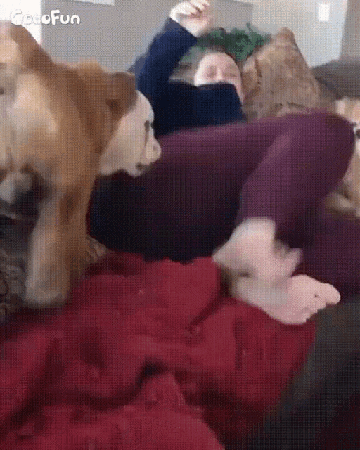 a woman is laying on a couch with a dog looking at her feet .