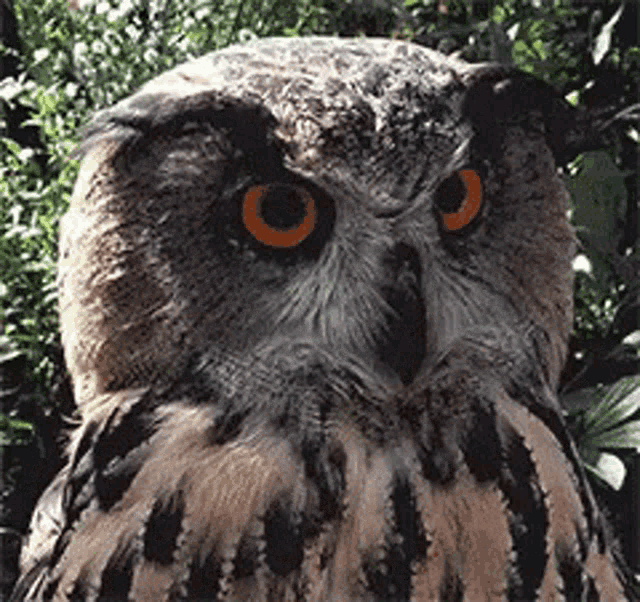 Owl Animal GIF - Owl Animal Angry GIFs