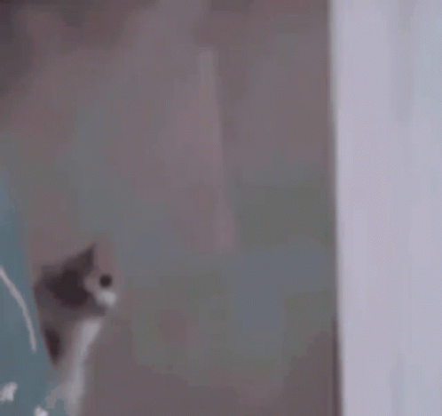Disabled Cat GIF - Disabled Cat GIFs