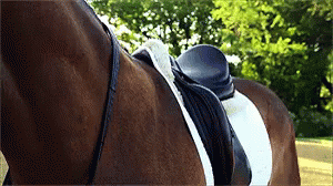 Wow GIF - Horse Horses Equine GIFs