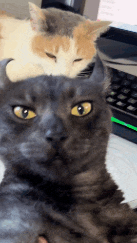 Milly Silly GIF - Milly Silly Cat GIFs