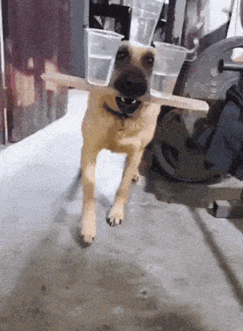 a dog with plastic cups on its head and a wooden stick in its mouth