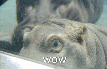 a close up of a hippopotamus with the word wow on the bottom