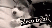 Puppy Good Night GIF - Puppy Good Night Sweet Dreams GIFs