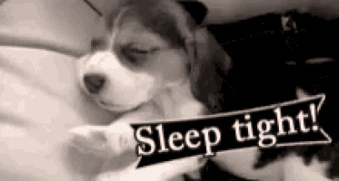 a black and white photo of a puppy with a sign that says sleep tight ..
