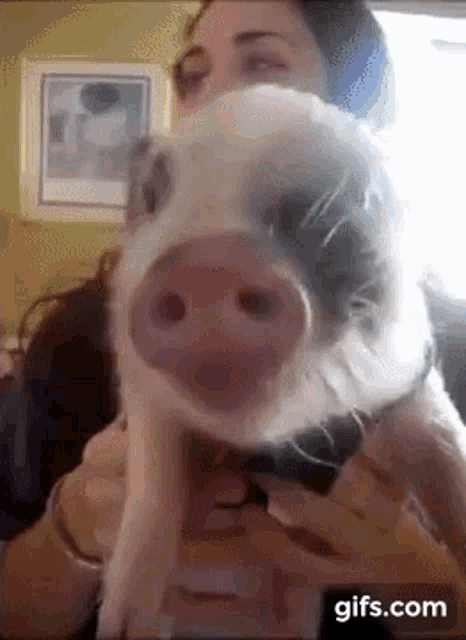 Pig Out GIF
