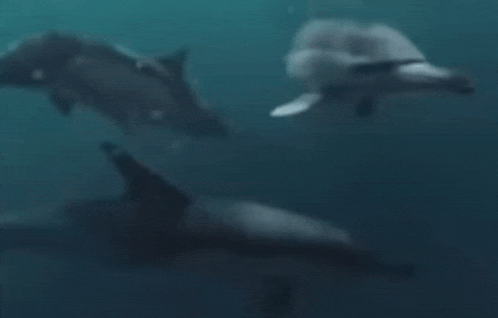 three dolphins are swimming in the ocean together .
