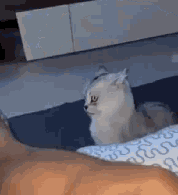 Cat Bite GIF