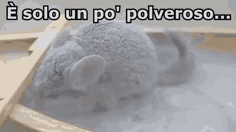 Cincillà Roditori Polvere Polveroso Animali GIF