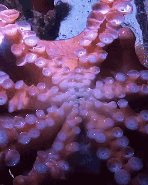 Octopus Beak GIF - Octopus Beak Cephelopods GIFs