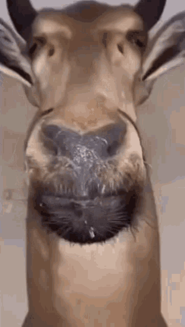 Deer Stare Deer Staring GIF - Deer Stare Deer Staring Are You Serious Right Neow GIFs