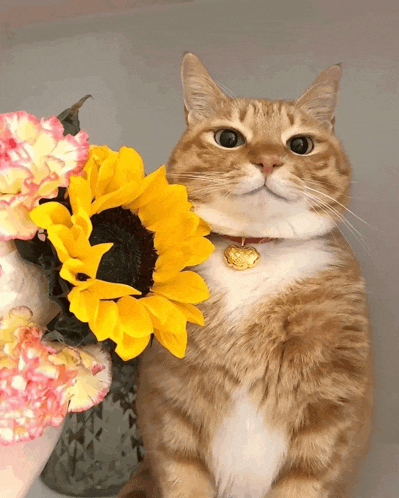 a cat is holding a sunflower in front of a vase of pink flowers