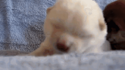 12 Day Old Puppy Yawn GIF - Puppy 12dayold Yawn GIFs