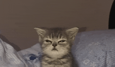a kitten is sitting on a bed and looking at the camera