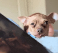 a small dog laying on a bed looking at a laptop