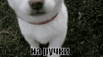 a white dog with a red collar is standing in the grass and looking up at the camera .